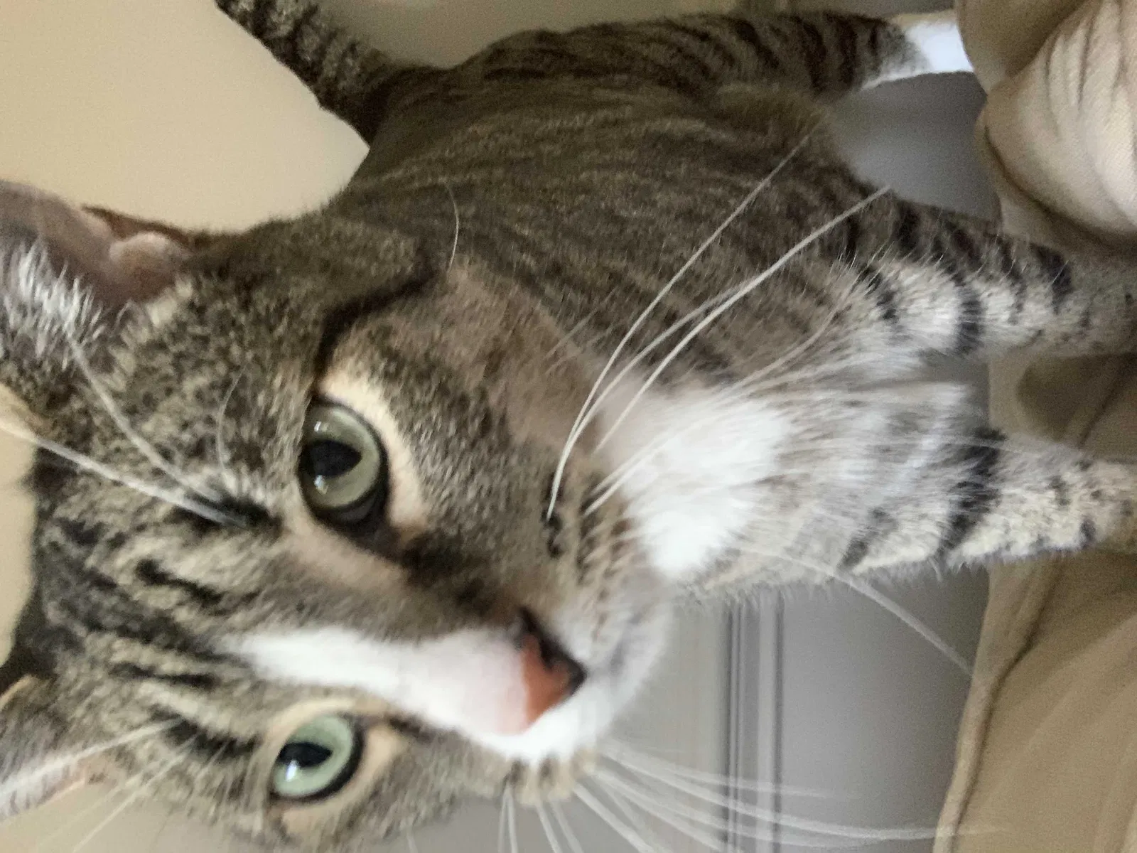 Lost cat in Milford, MI, 48380