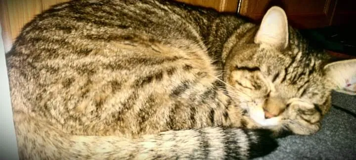 Lost cat in North Hollywood, CA, 91601