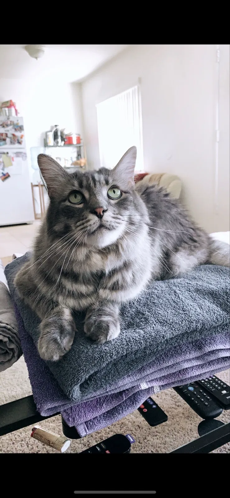 Lost cat in Thousand Oaks, CA, 91360