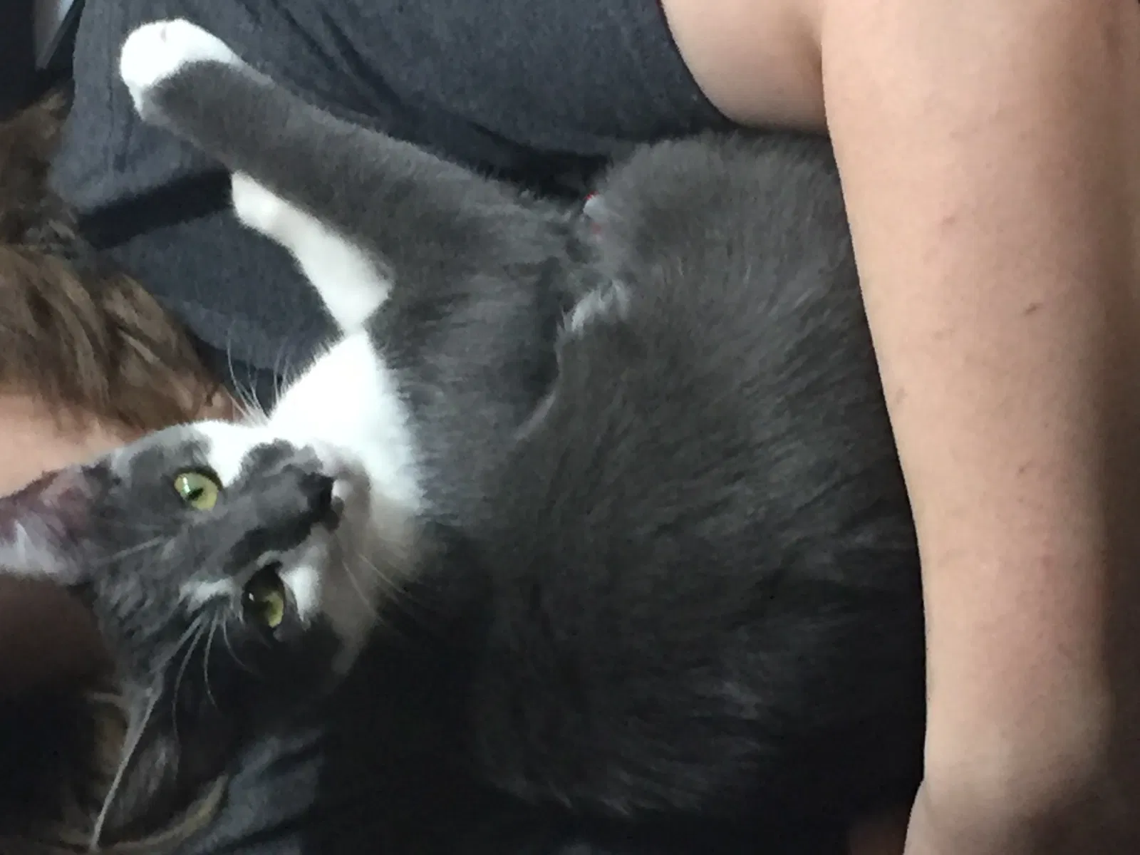 Lost cat in Little Rock, AR, 72210