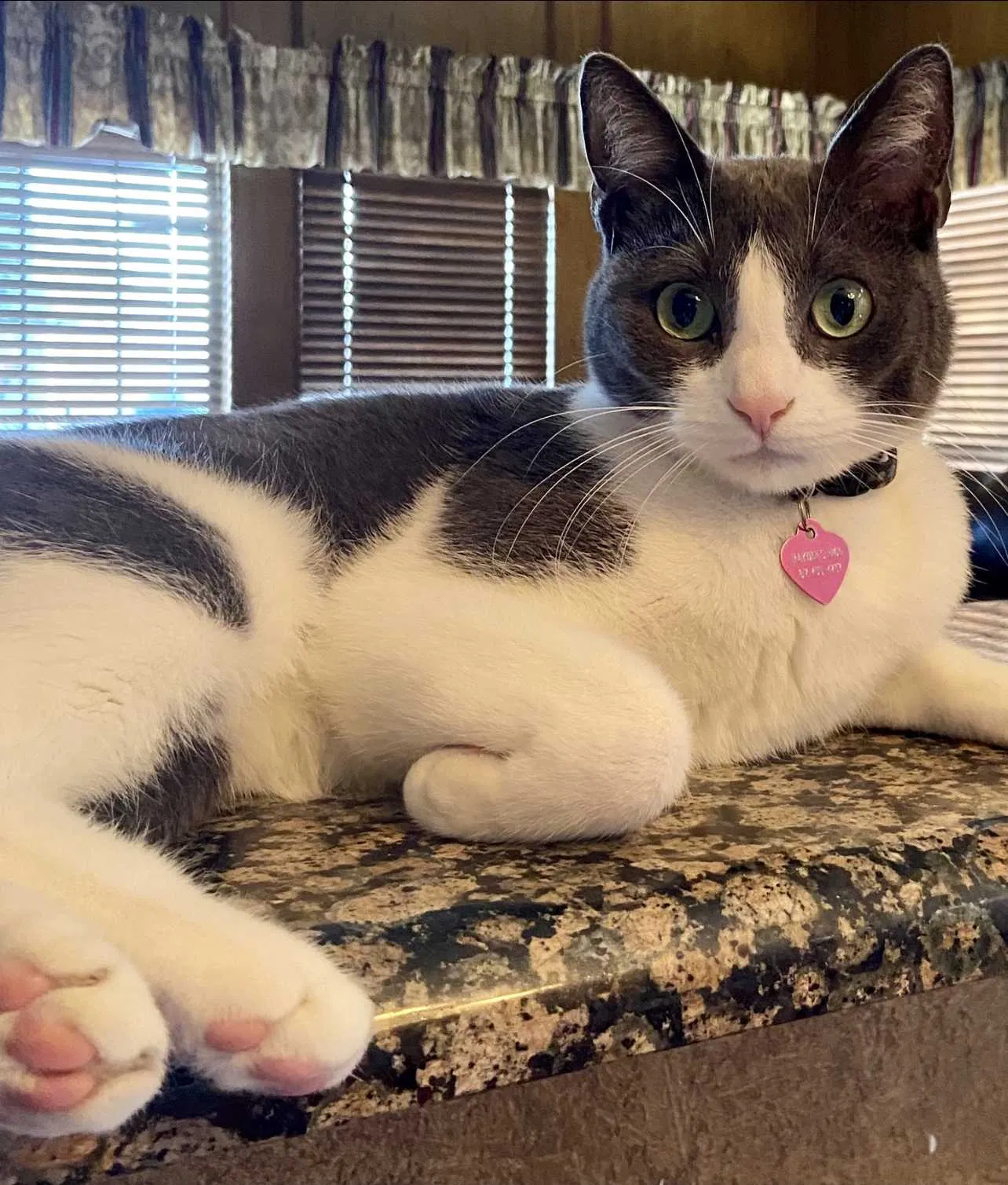 Lost cat in Lake Dallas, TX, 75065