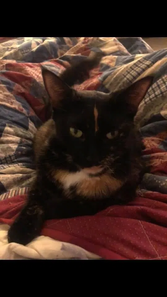 Lost cat in Argos, IN, 46501