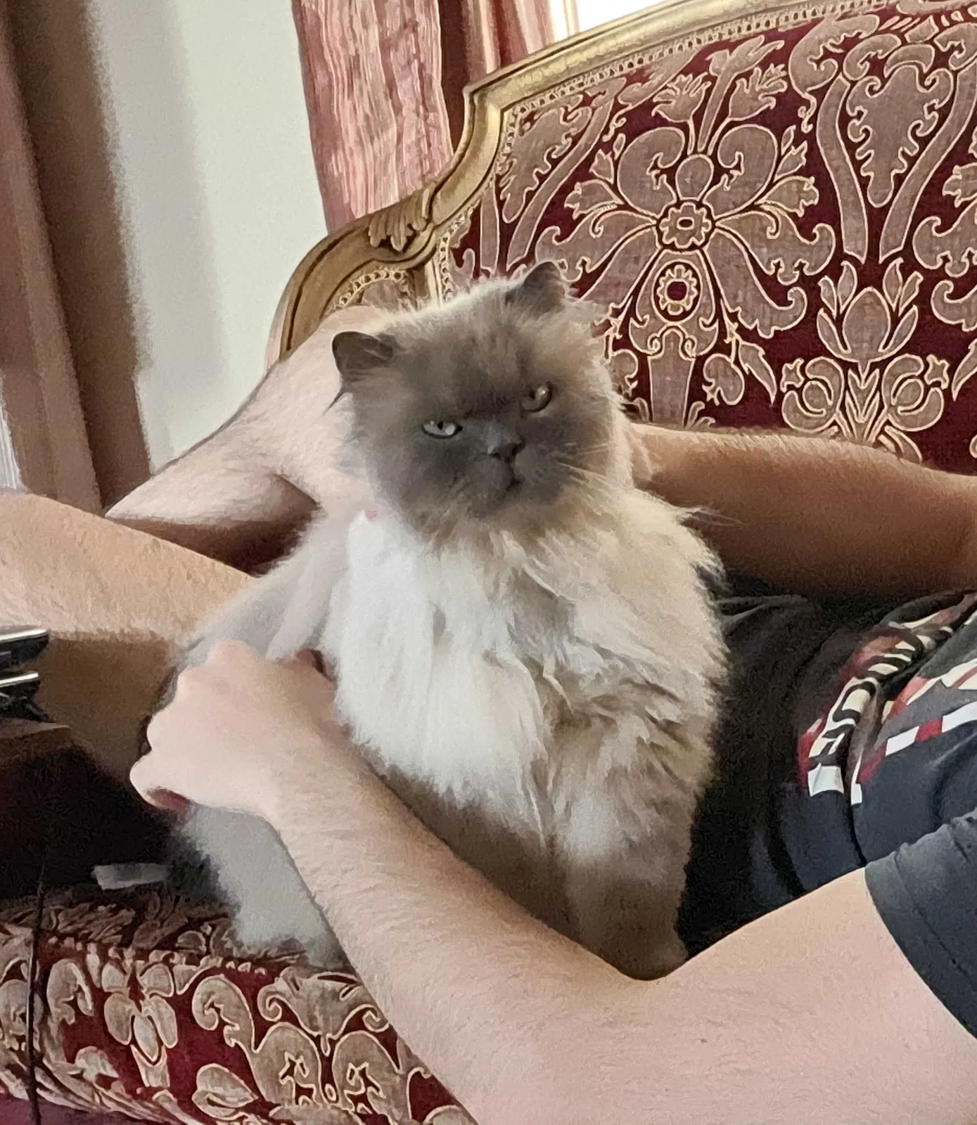 Lost cat in Newburgh, IN, 47630