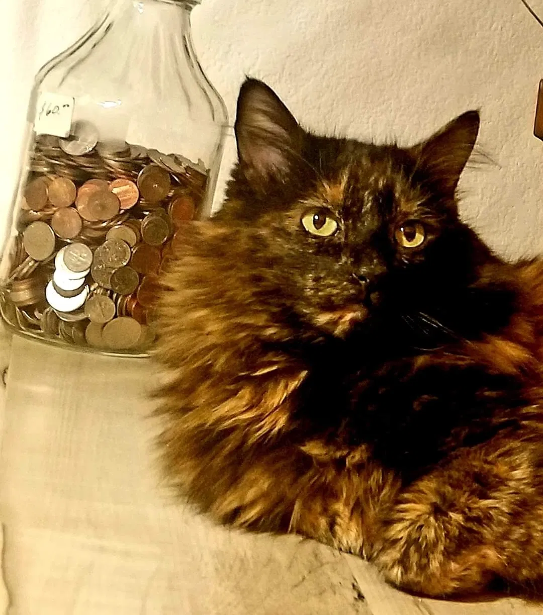 Lost cat in Fort Collins, CO, 80525