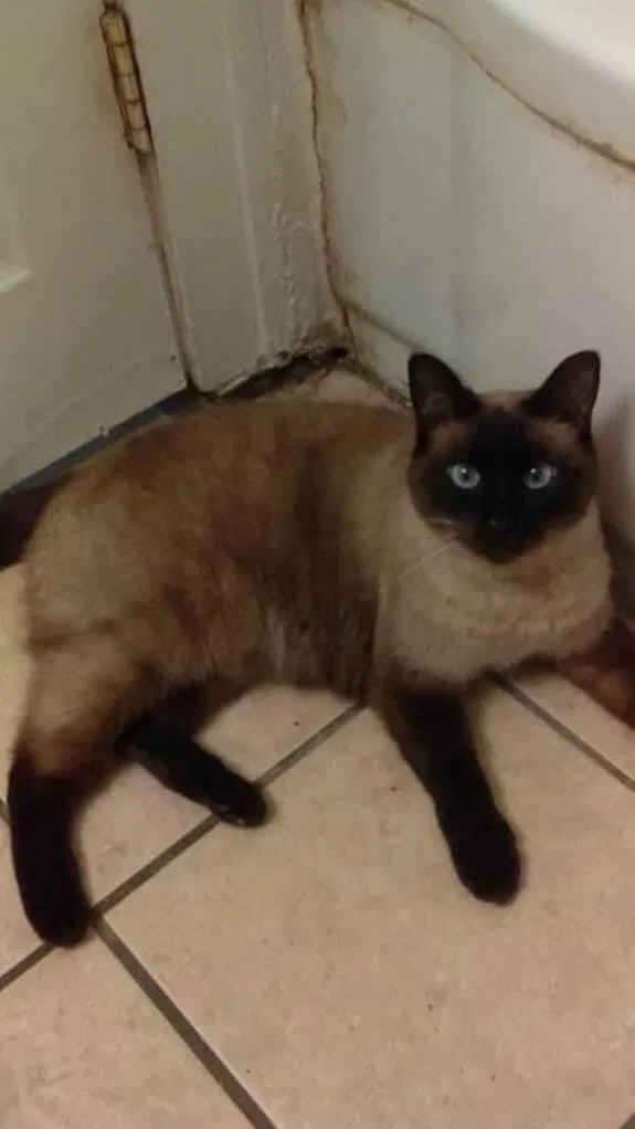 Lost cat in Argos, IN, 46501