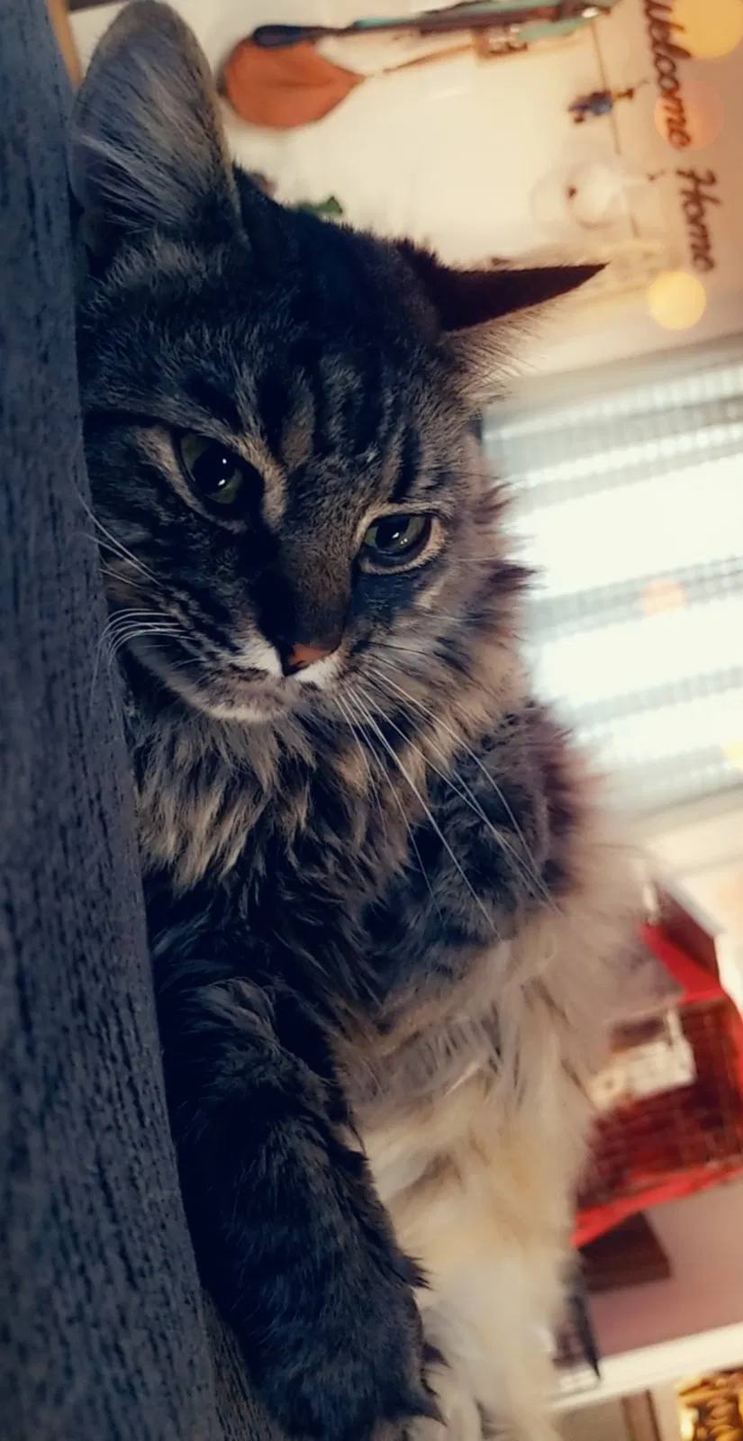 Lost cat in Pflugerville, TX, 78660