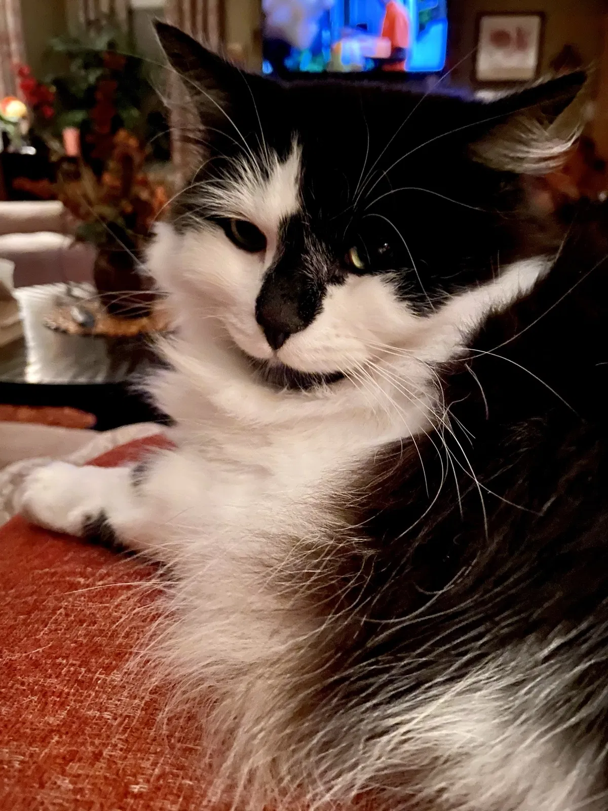 Lost cat in Tewksbury, MA, 1876