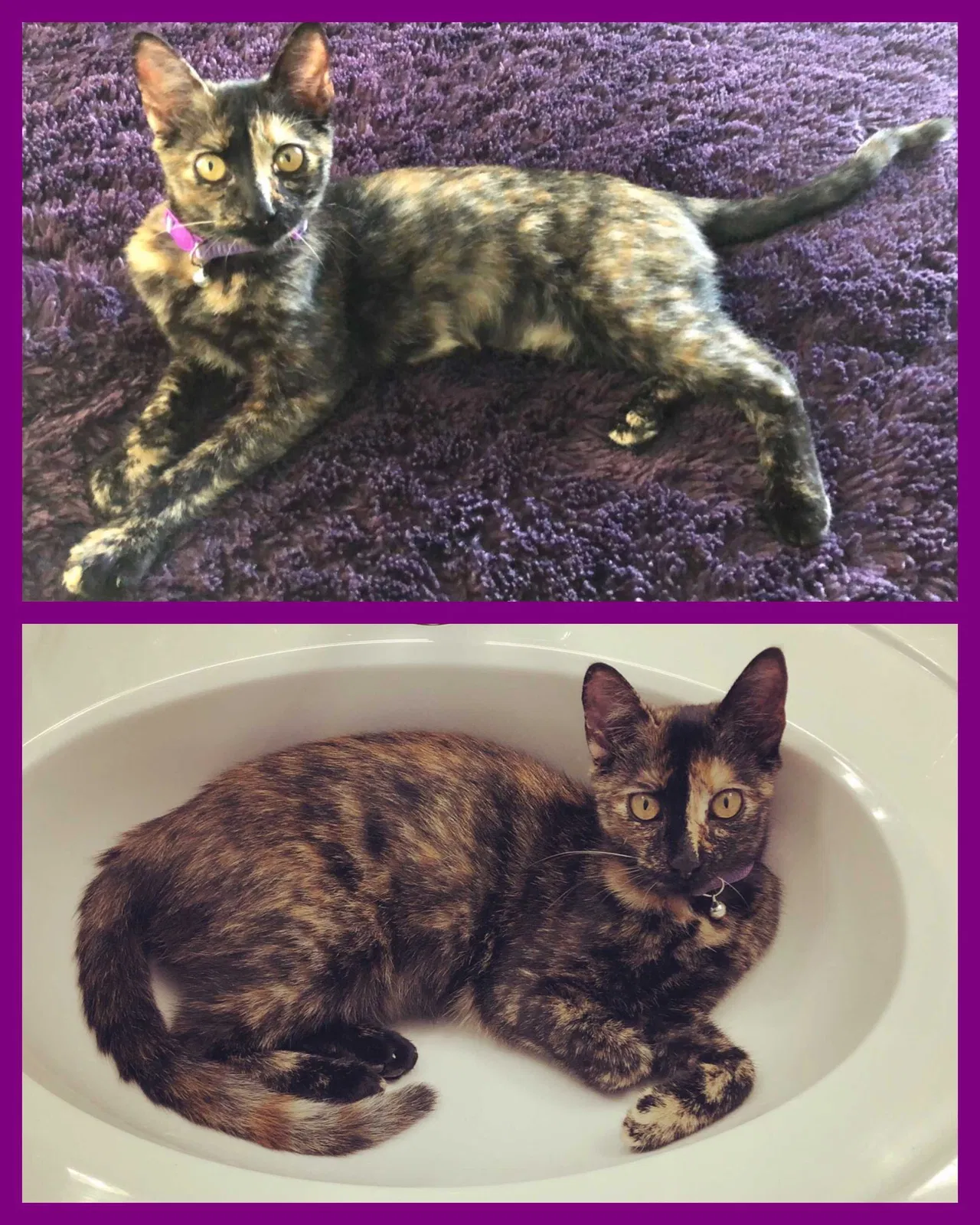 Lost cat in Fort Mill, SC, 29715