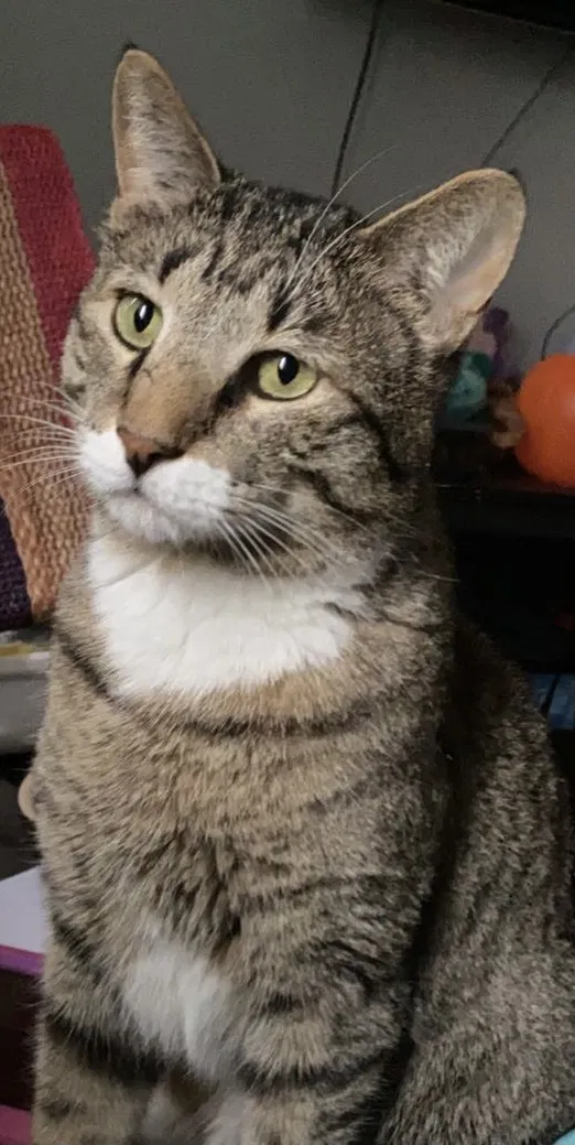 Lost cat in Denver, CO, 80249