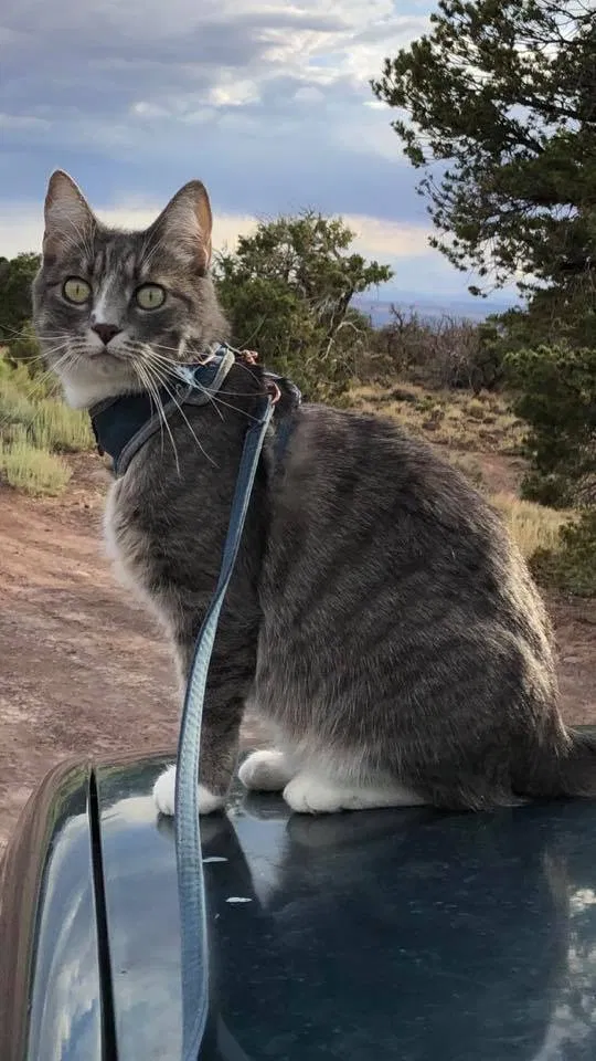 Lost cat in Laramie, WY, 82070