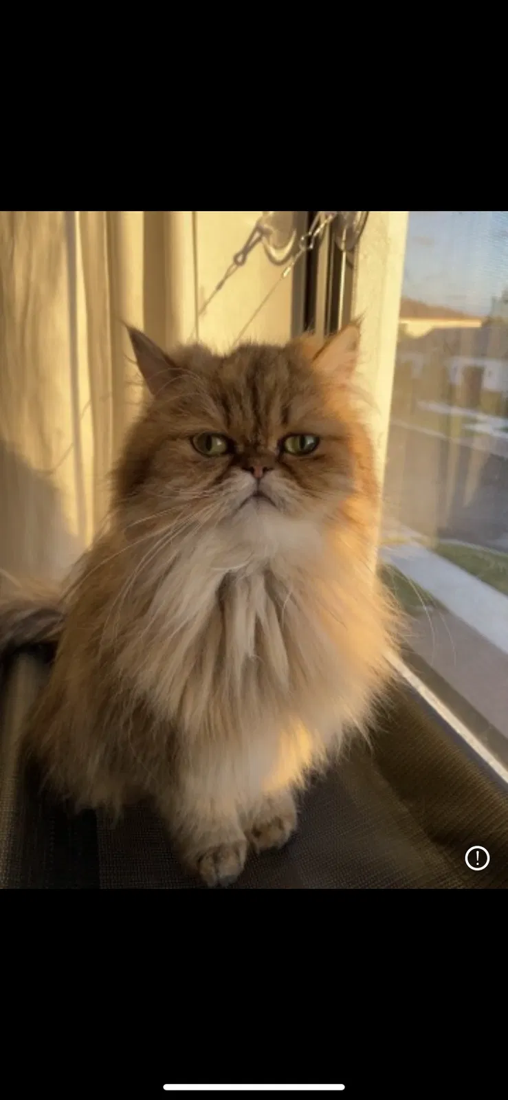 Lost cat in Fort Lauderdale, FL, 33314