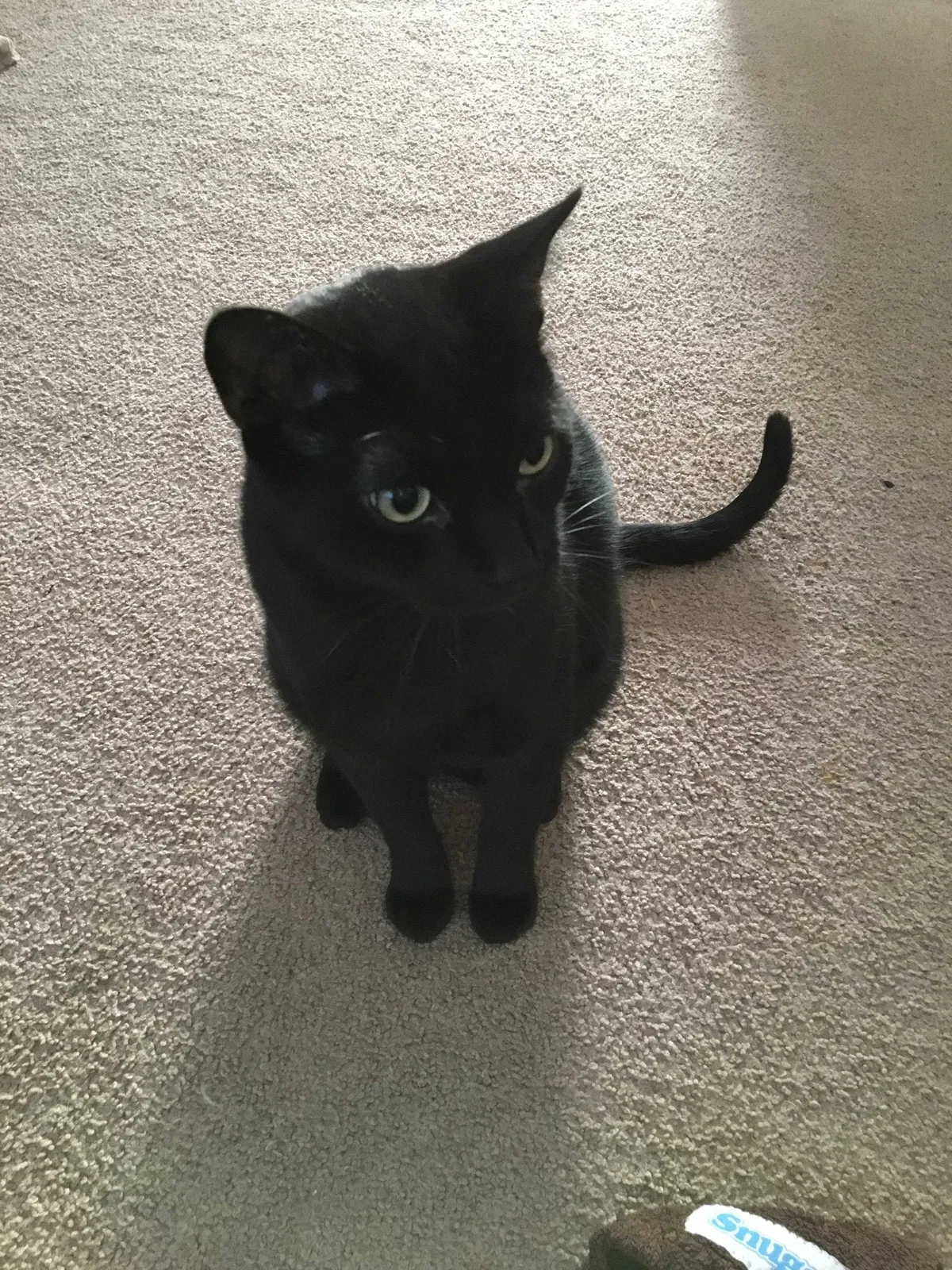 Lost cat in Forest Lake, MN, 55025