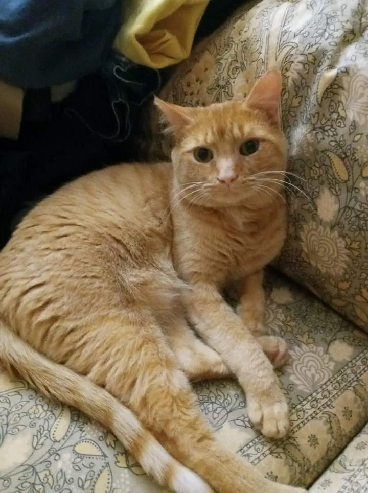 Lost cat in Silver Spring, MD, 20906