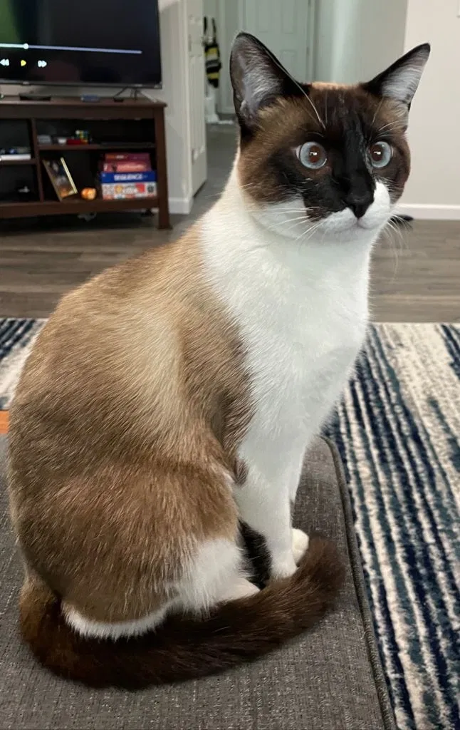 Lost cat in Lake Stevens, WA, 98258