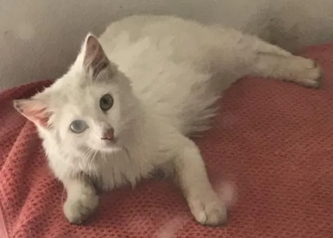 Lost cat in Fort Lauderdale, FL, 33317