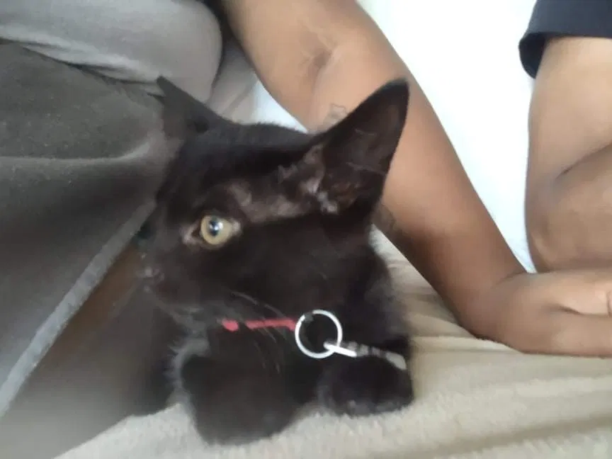 Lost cat in Fairfield, OH, 45014