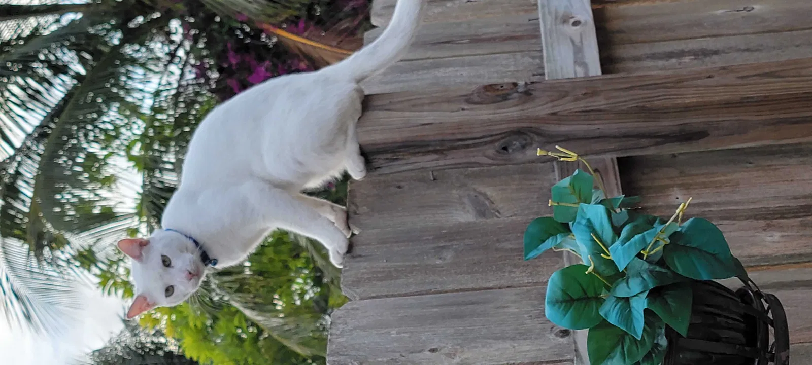 Lost cat in Homestead, FL, 33030