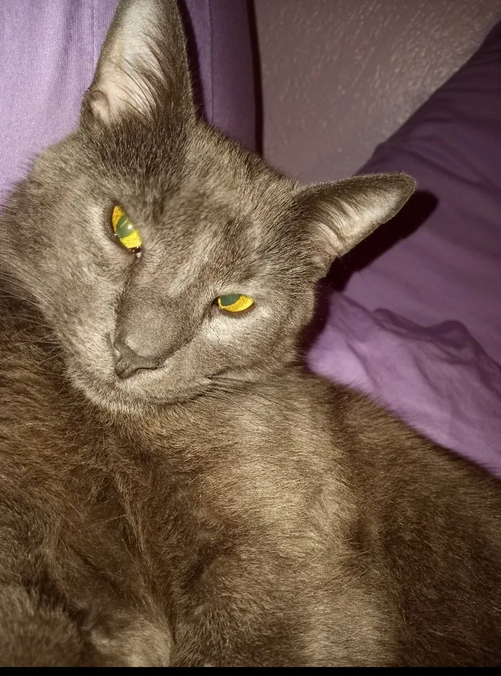 Lost cat in Peoria, IL, 61606