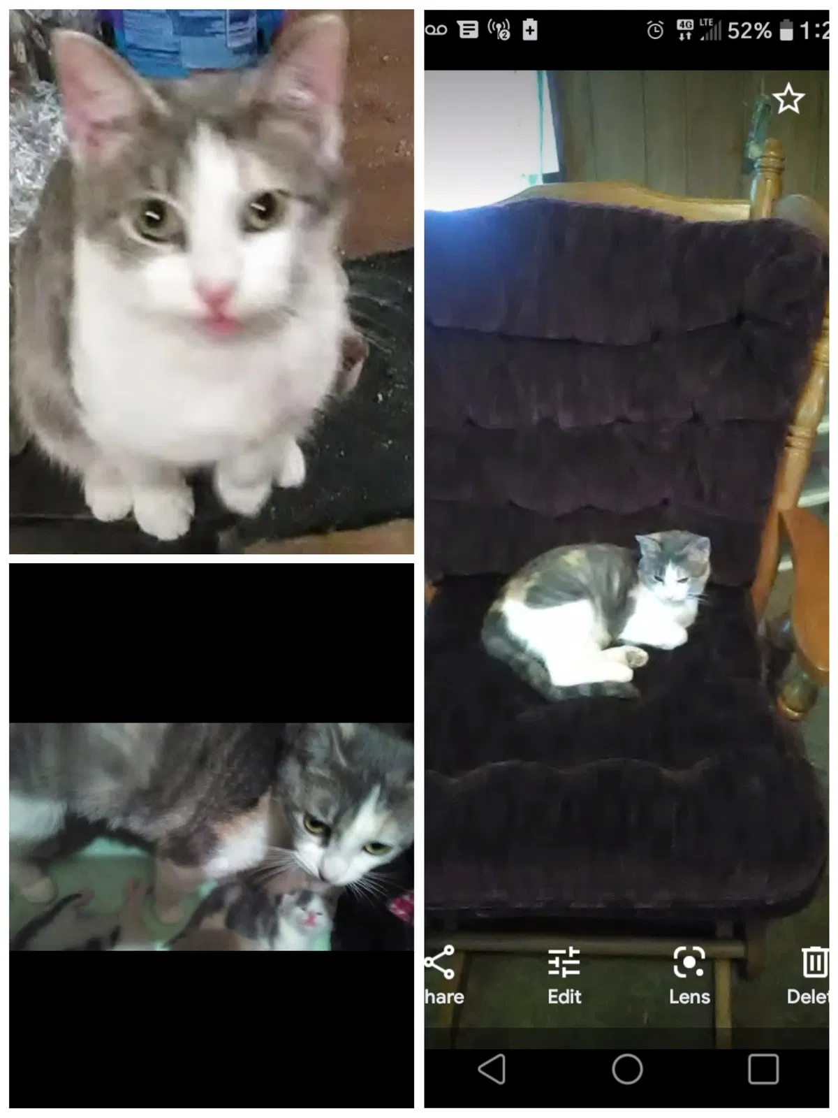 Lost cat in Washington, IN, 47501