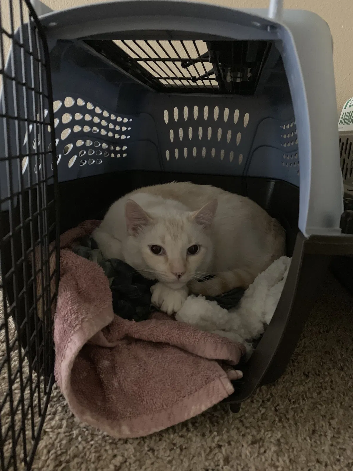 Lost cat in Abilene, TX, 79602