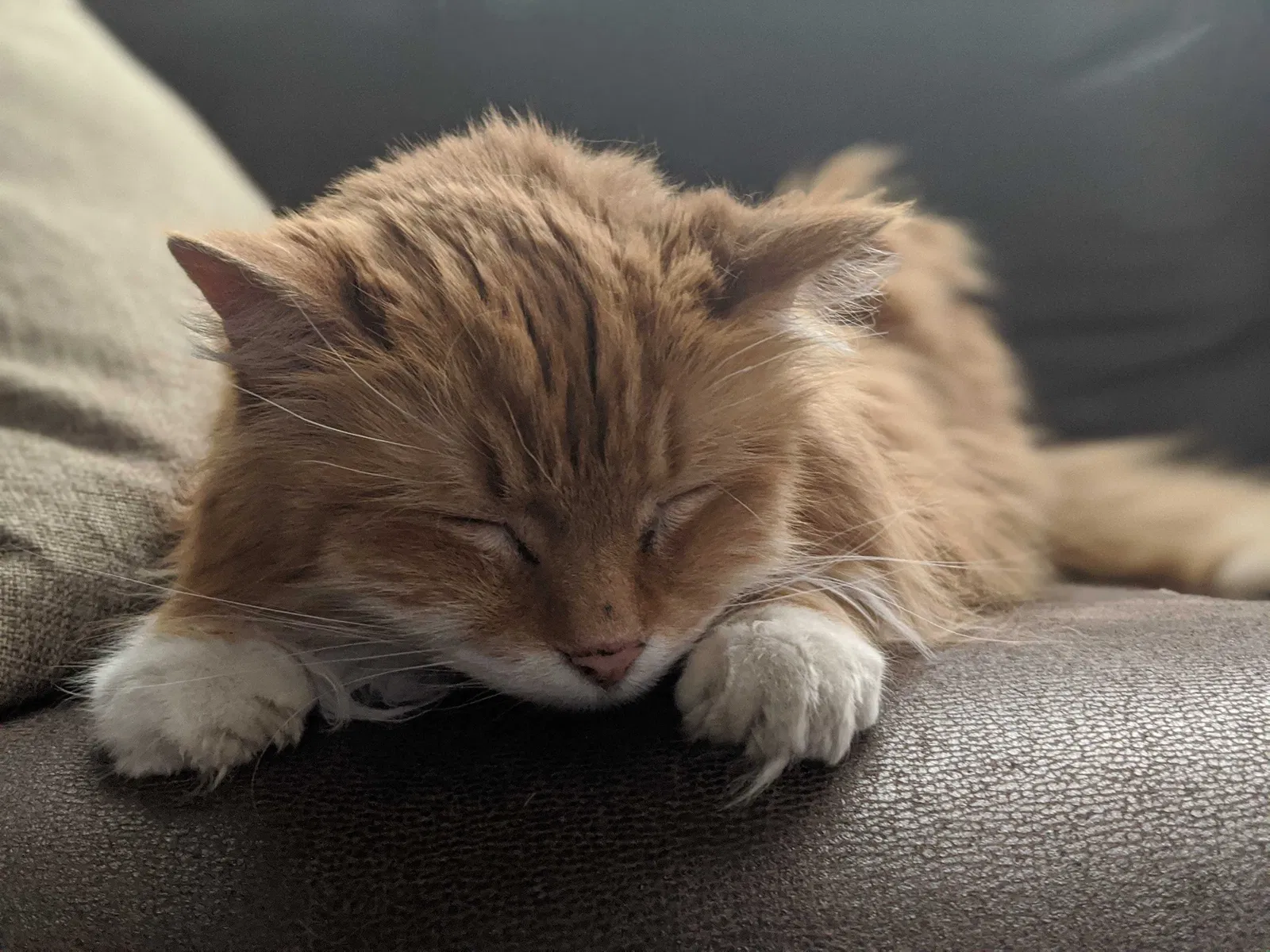 Lost cat in Salt Lake City, UT, 84121