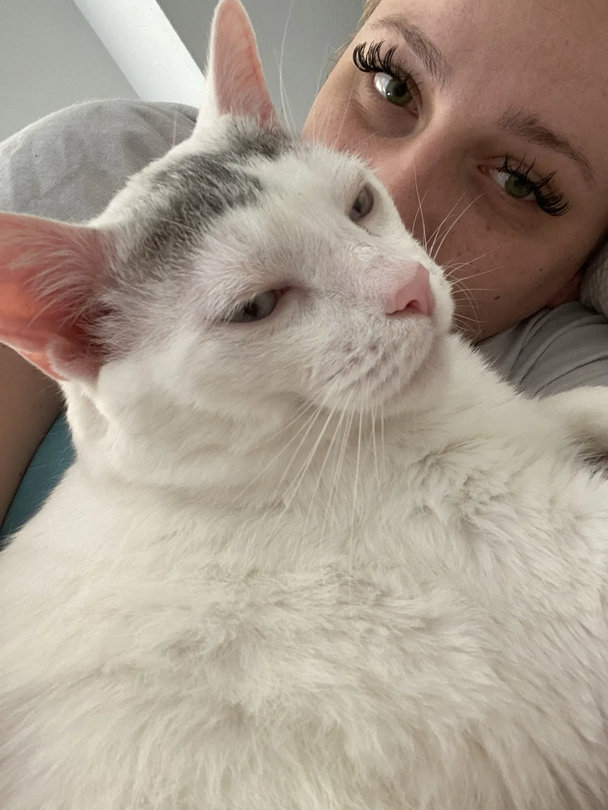 Lost cat in Cincinnati, OH, 45231