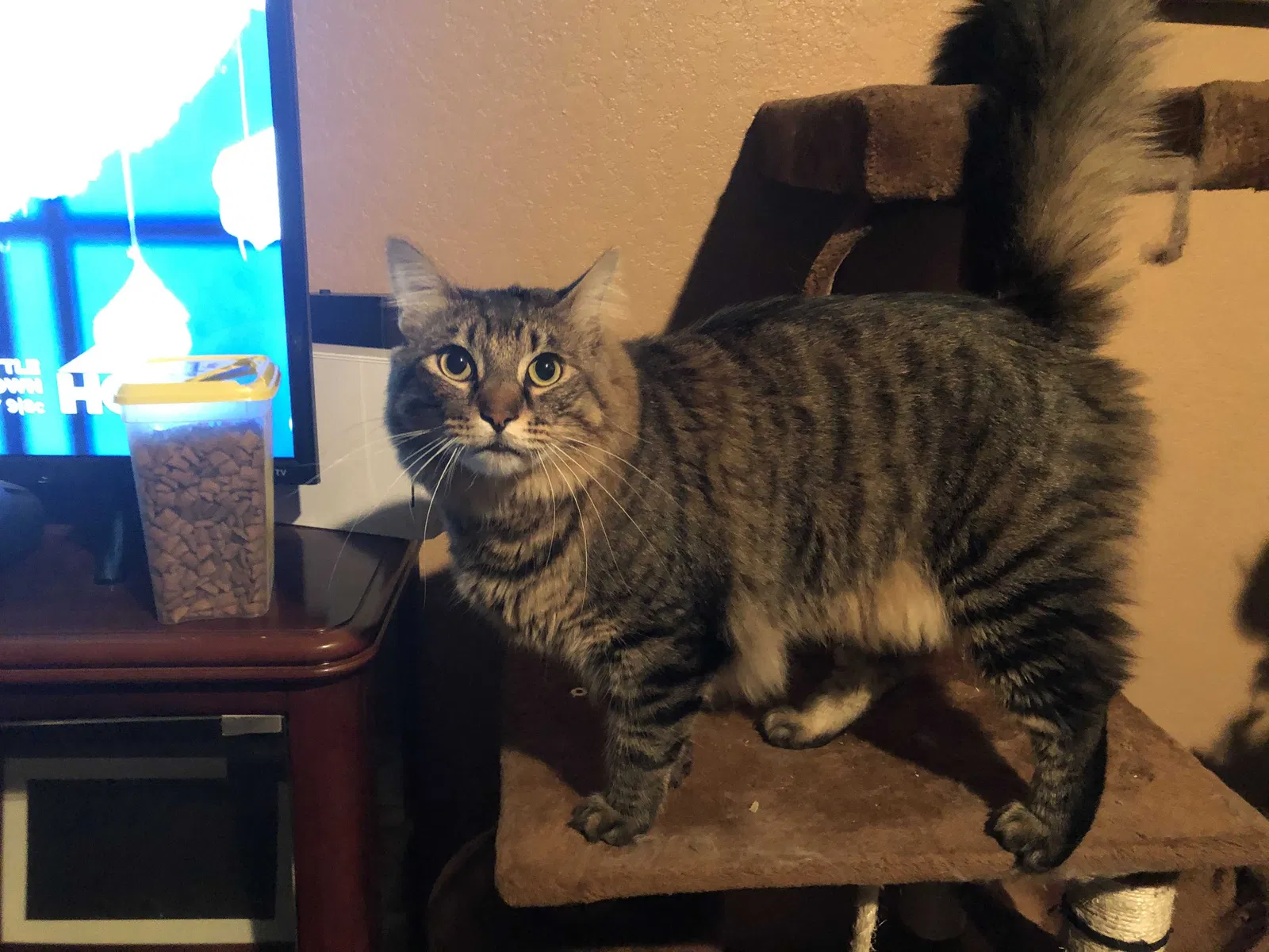Lost cat in Fort Hood, TX, 76544
