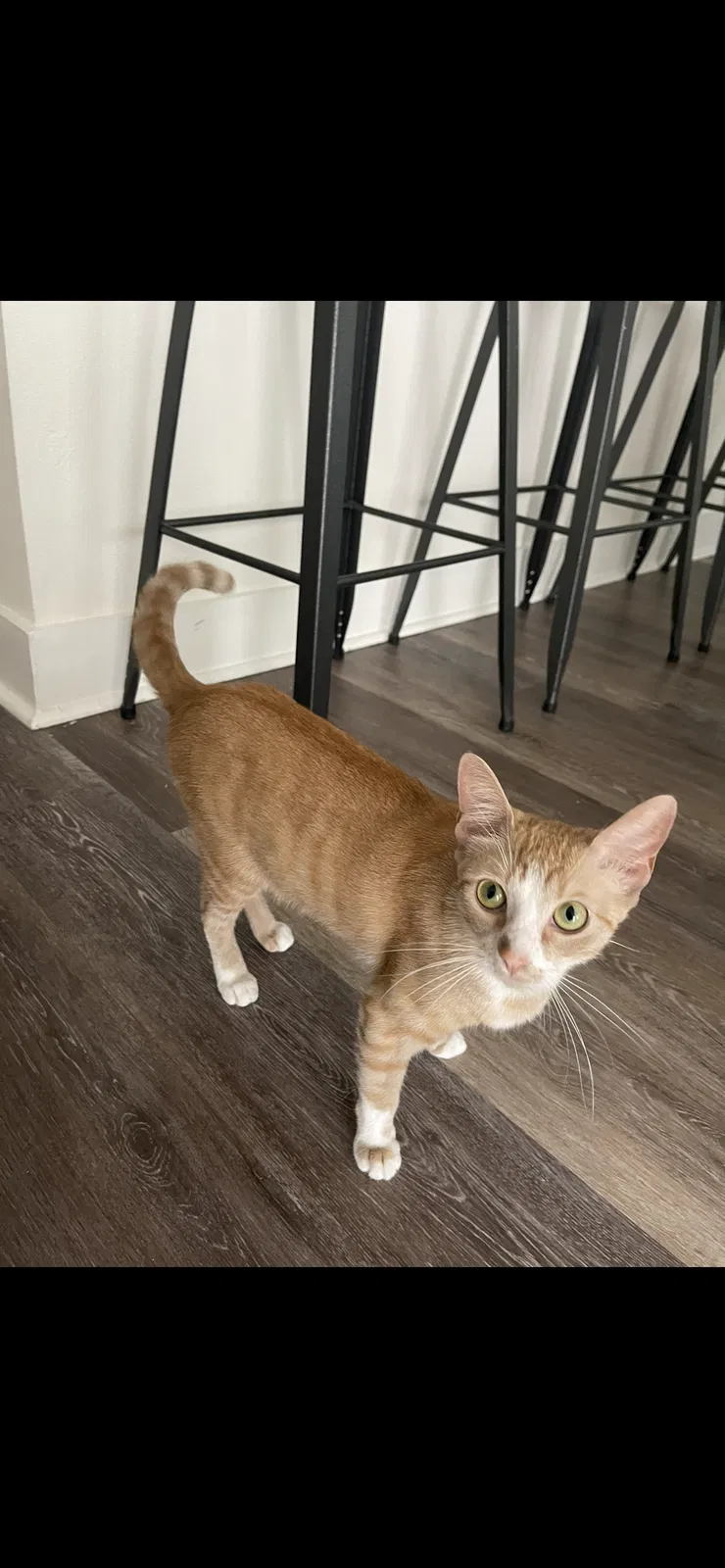 Lost cat in Denton, TX, 76207