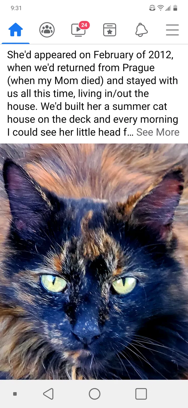 Lost cat in Fort Collins, CO, 80525