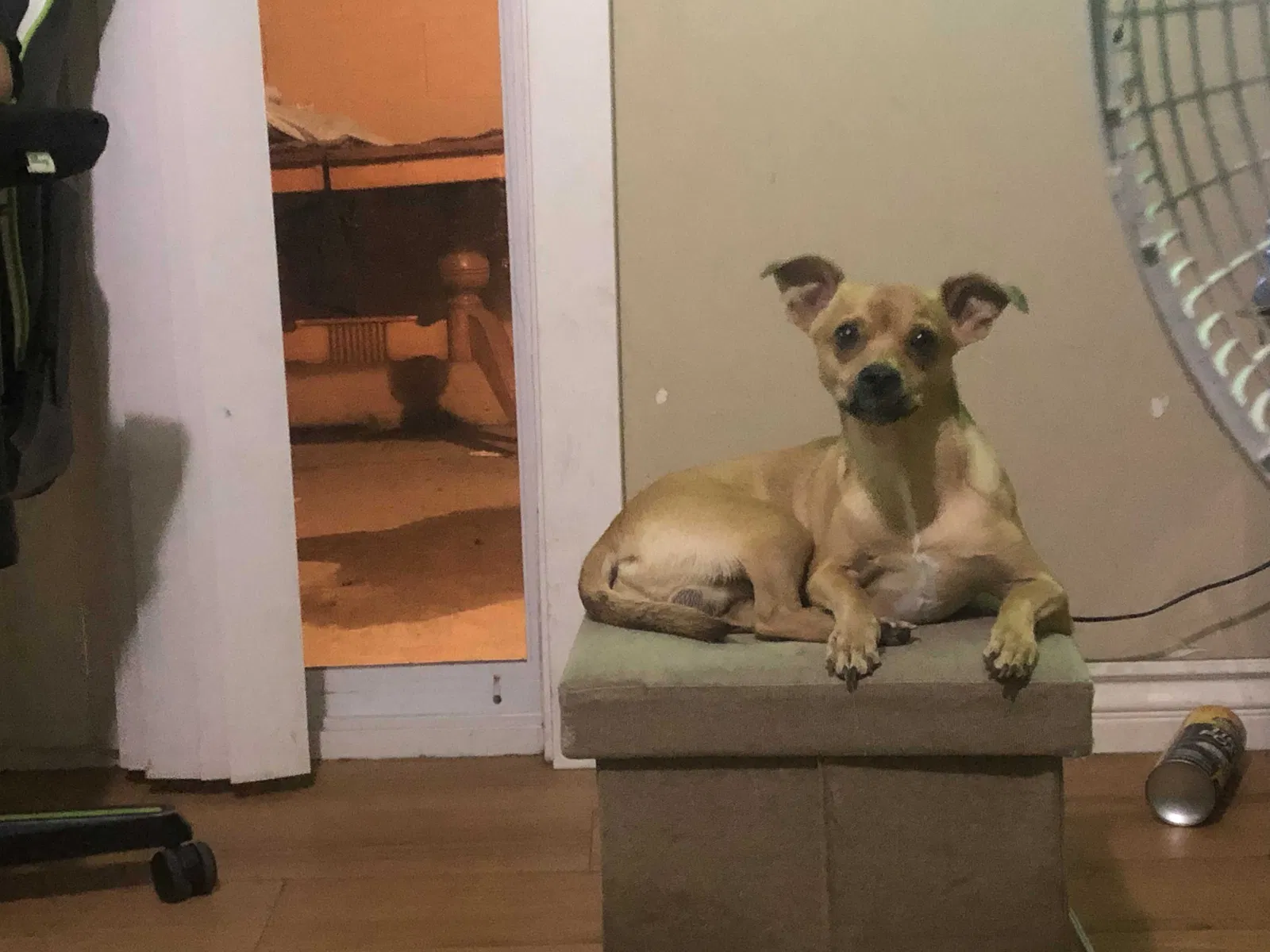 Lost dog in Fallbrook, CA, 92028