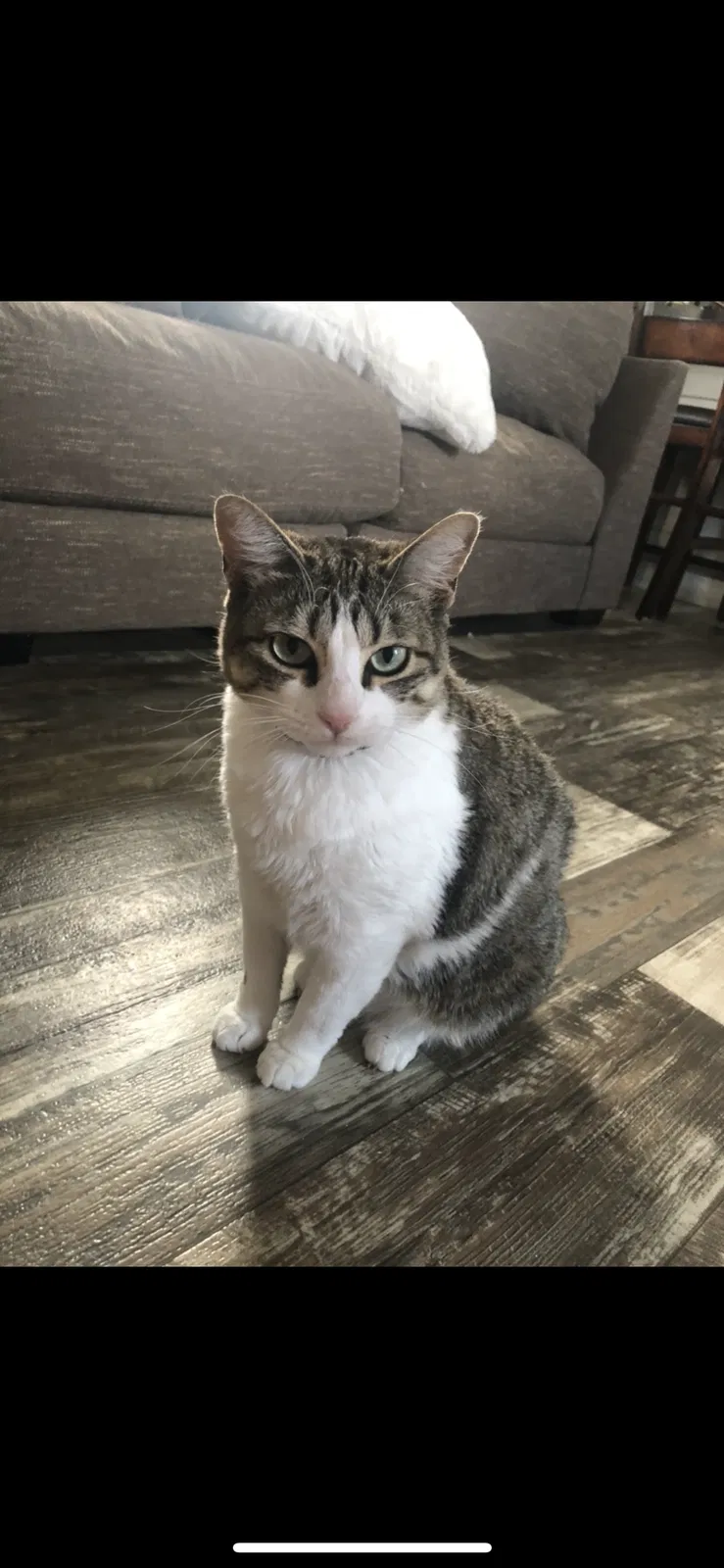 Lost cat in Bridge City, TX, 77611