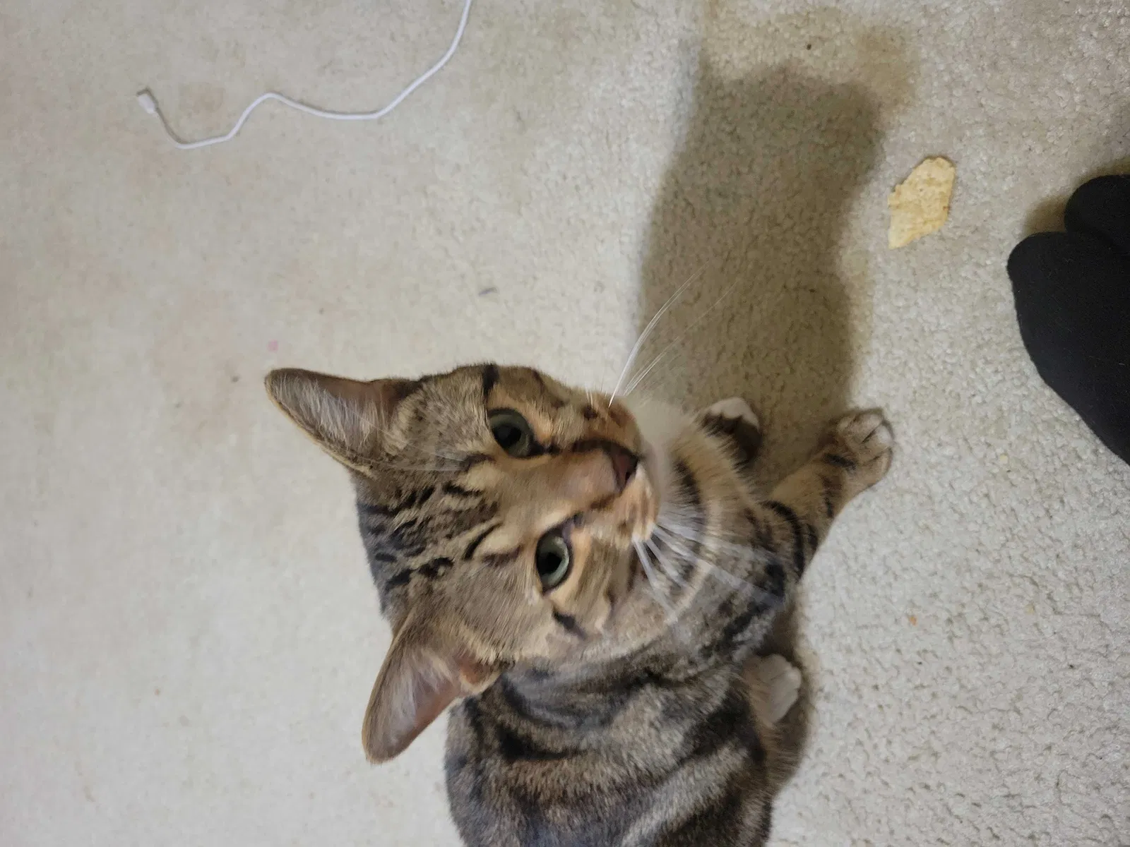 Lost cat in Saint Marks, FL, 32355