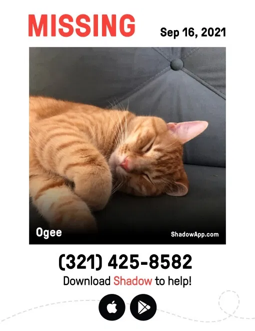 Lost cat in Winter Park, FL, 32792