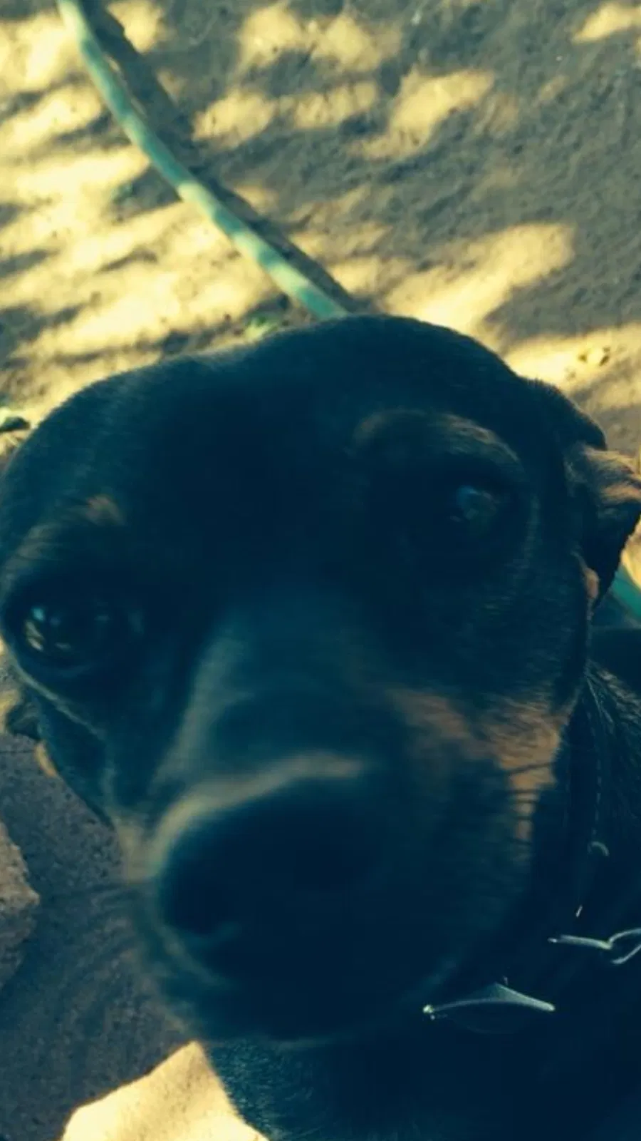 Lost dog in El Paso, TX, 79927