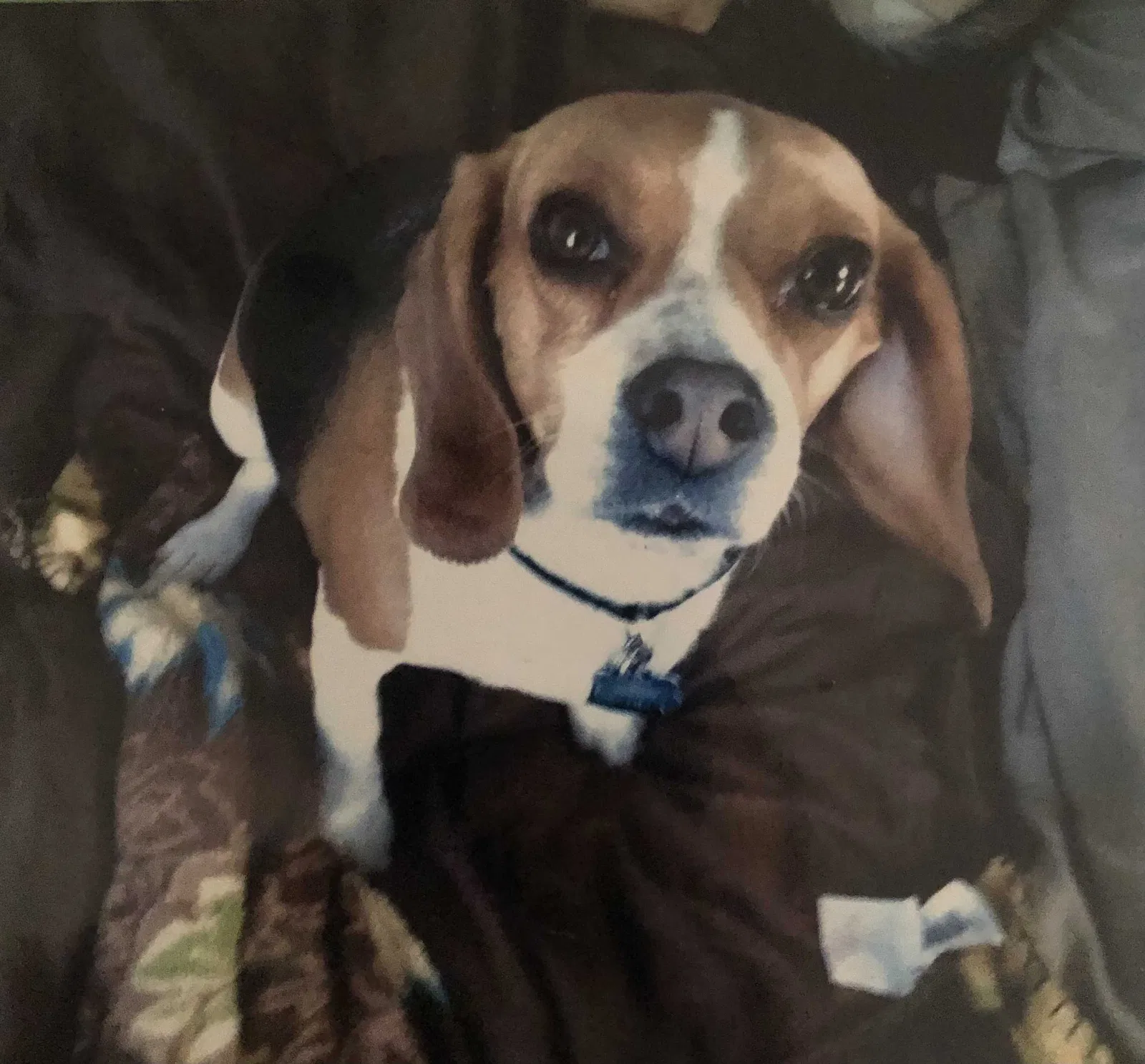 Lost dog in Johnstown, CO, 80534