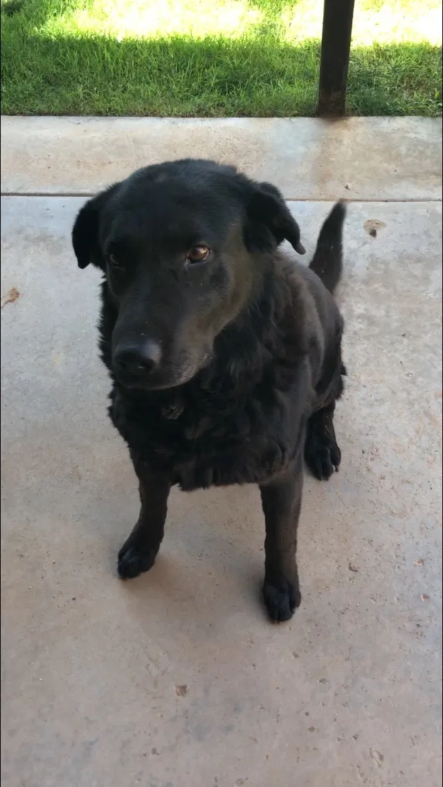 Lost dog in El Paso, TX, 79927