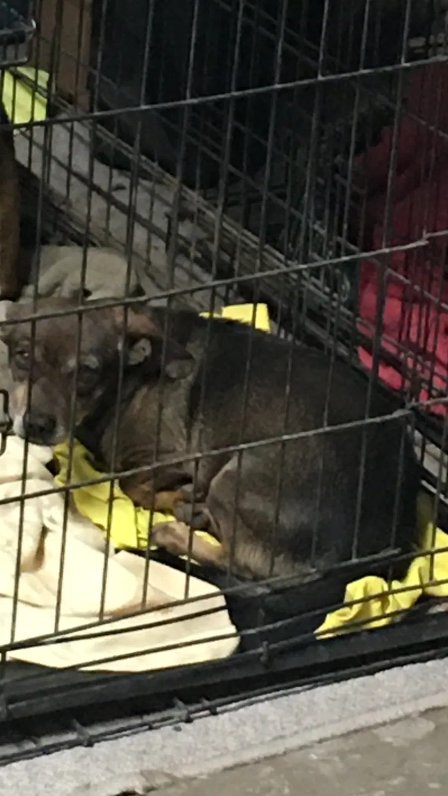 Lost dog in El Paso, TX, 79927