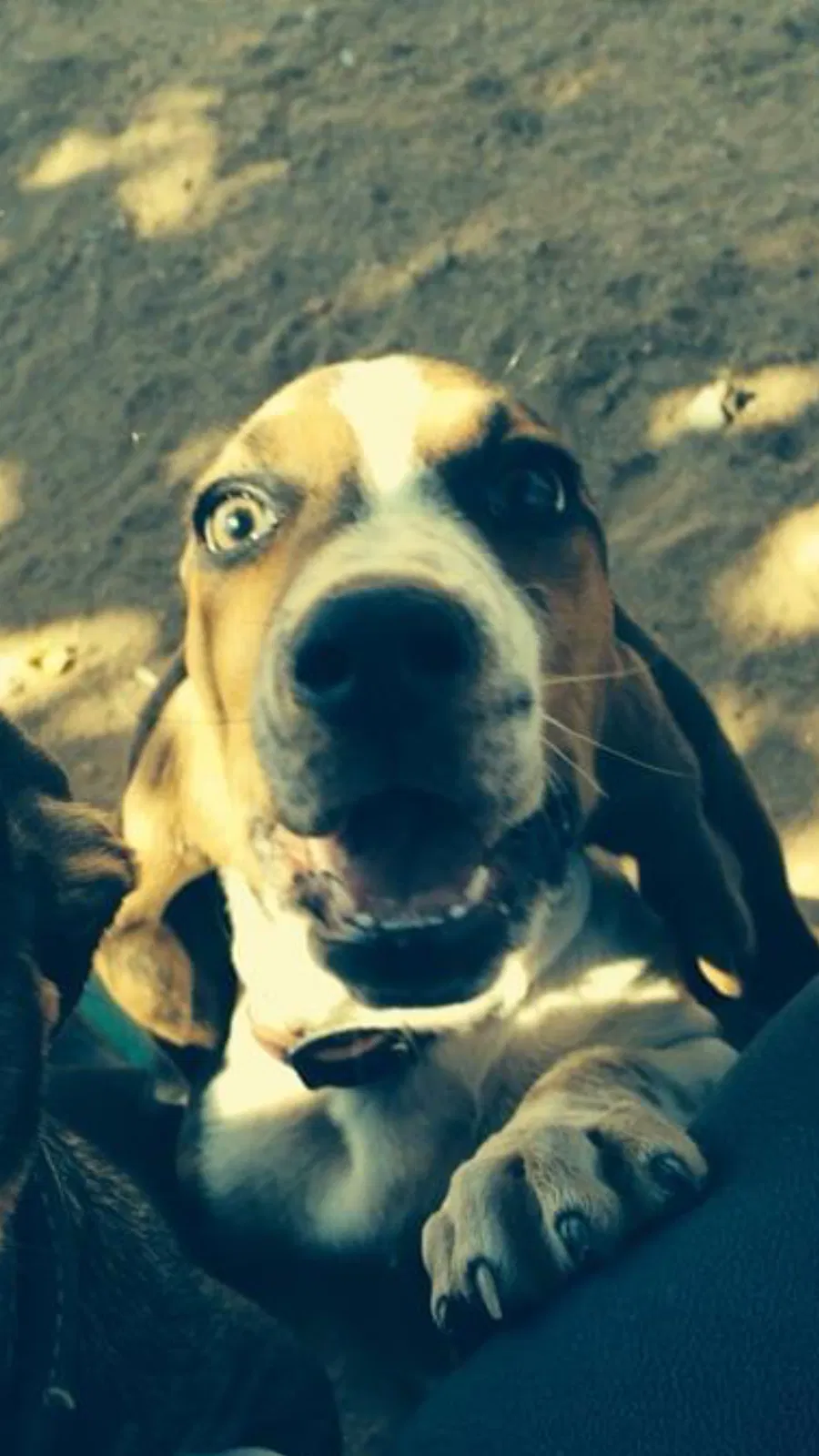 Lost dog in El Paso, TX, 79927