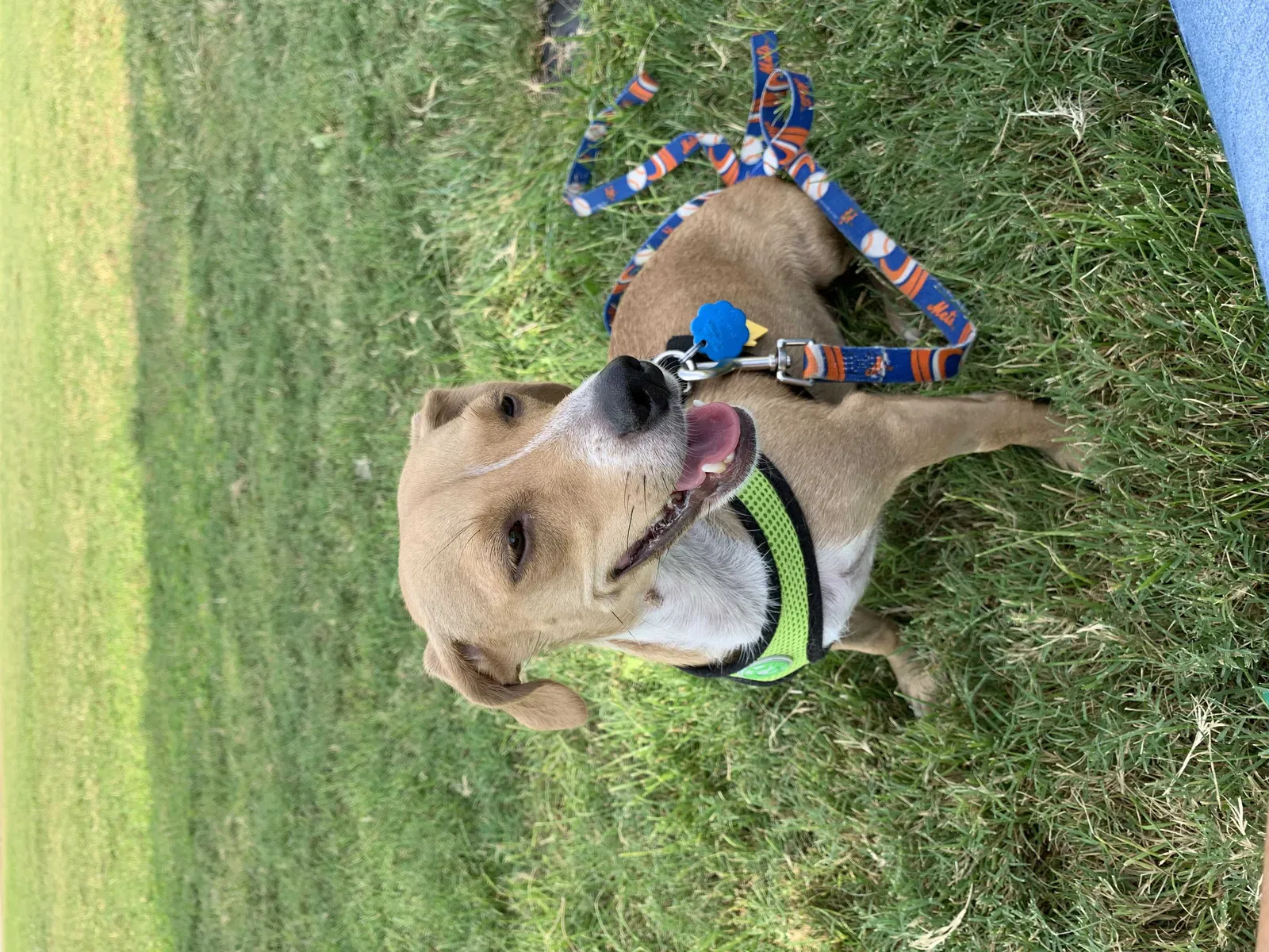 Lost dog in Las Vegas, NV, 89147