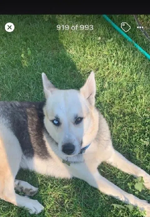 Lost dog in Lebanon, IN, 46052