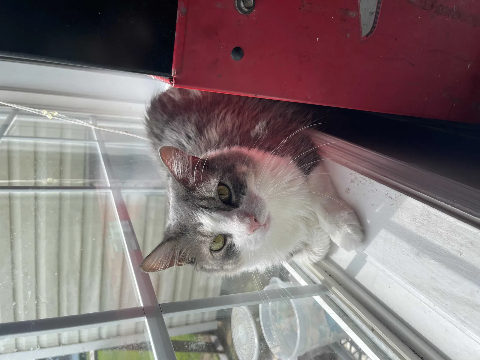 Lost cat in Lillington, NC, 27546