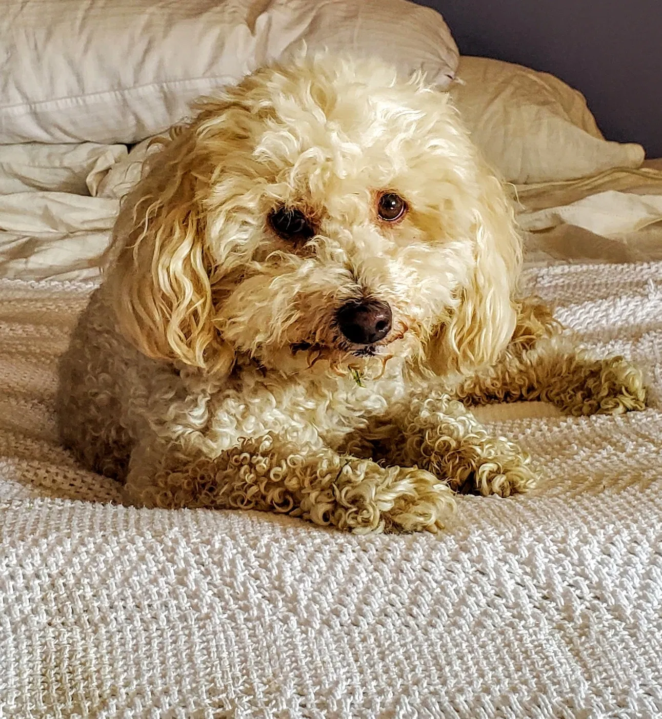 Lost dog in Mesilla Park, NM, 88047