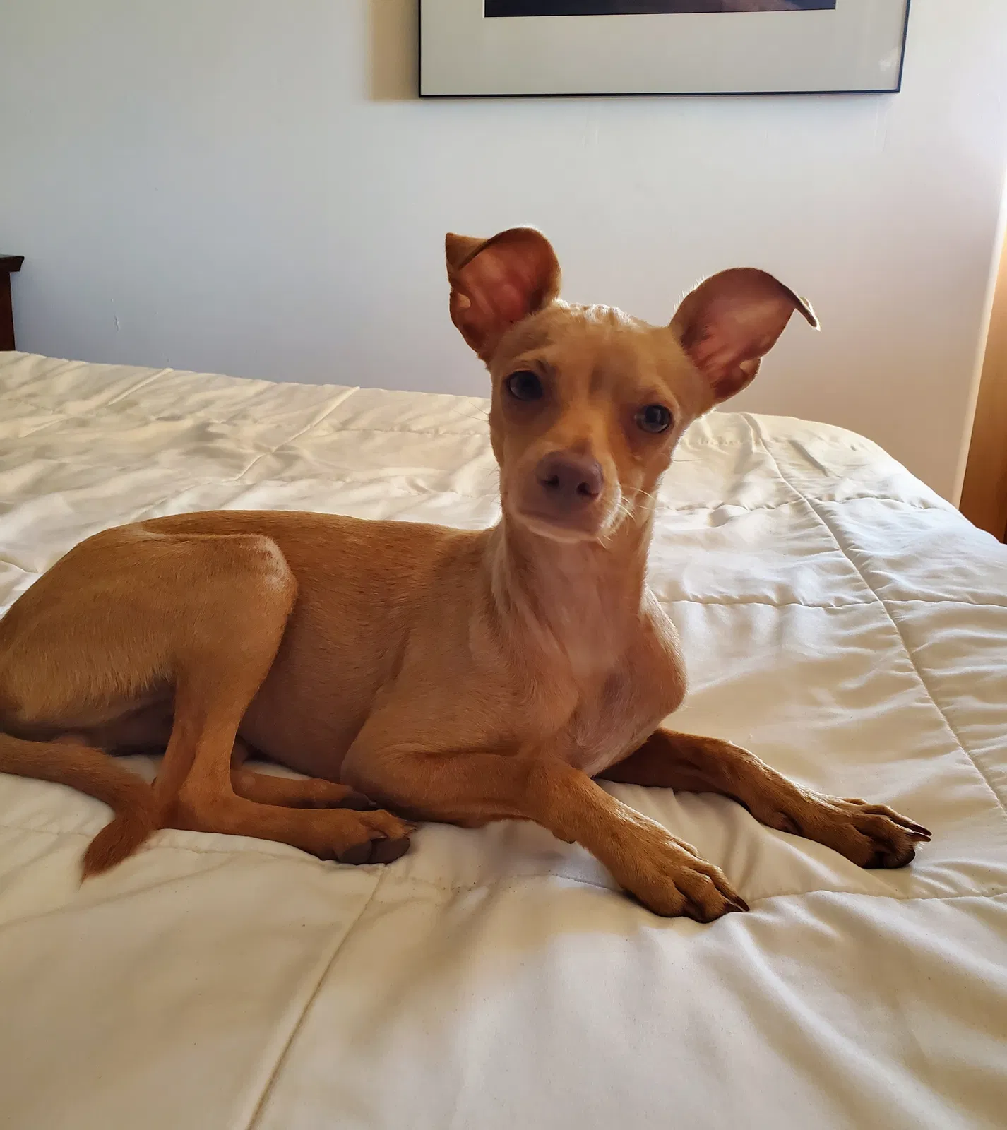 Lost dog in Mesilla Park, NM, 88047
