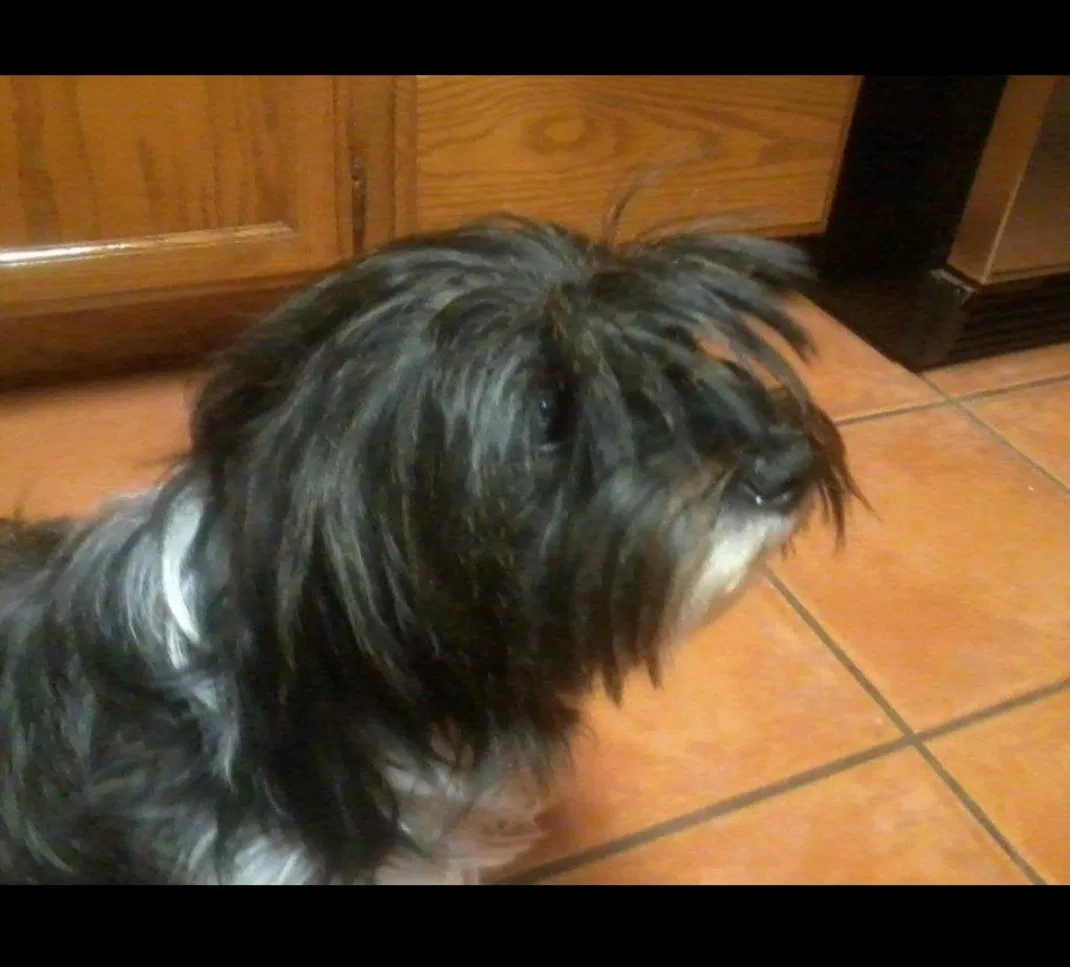 Lost dog in Stockton, CA, 95205