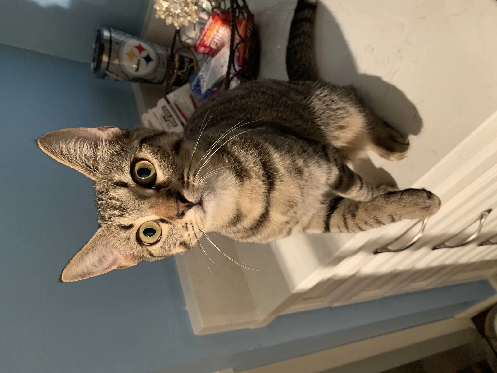 Lost cat in Palm Bay, FL, 32909