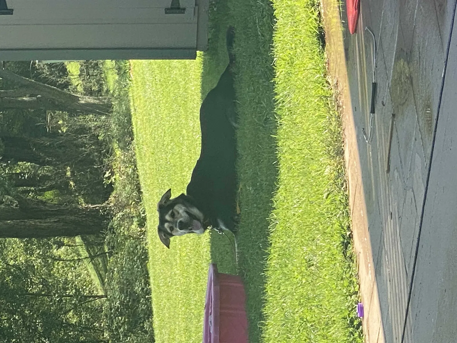 Found dog in Greensburg, PA, 15601