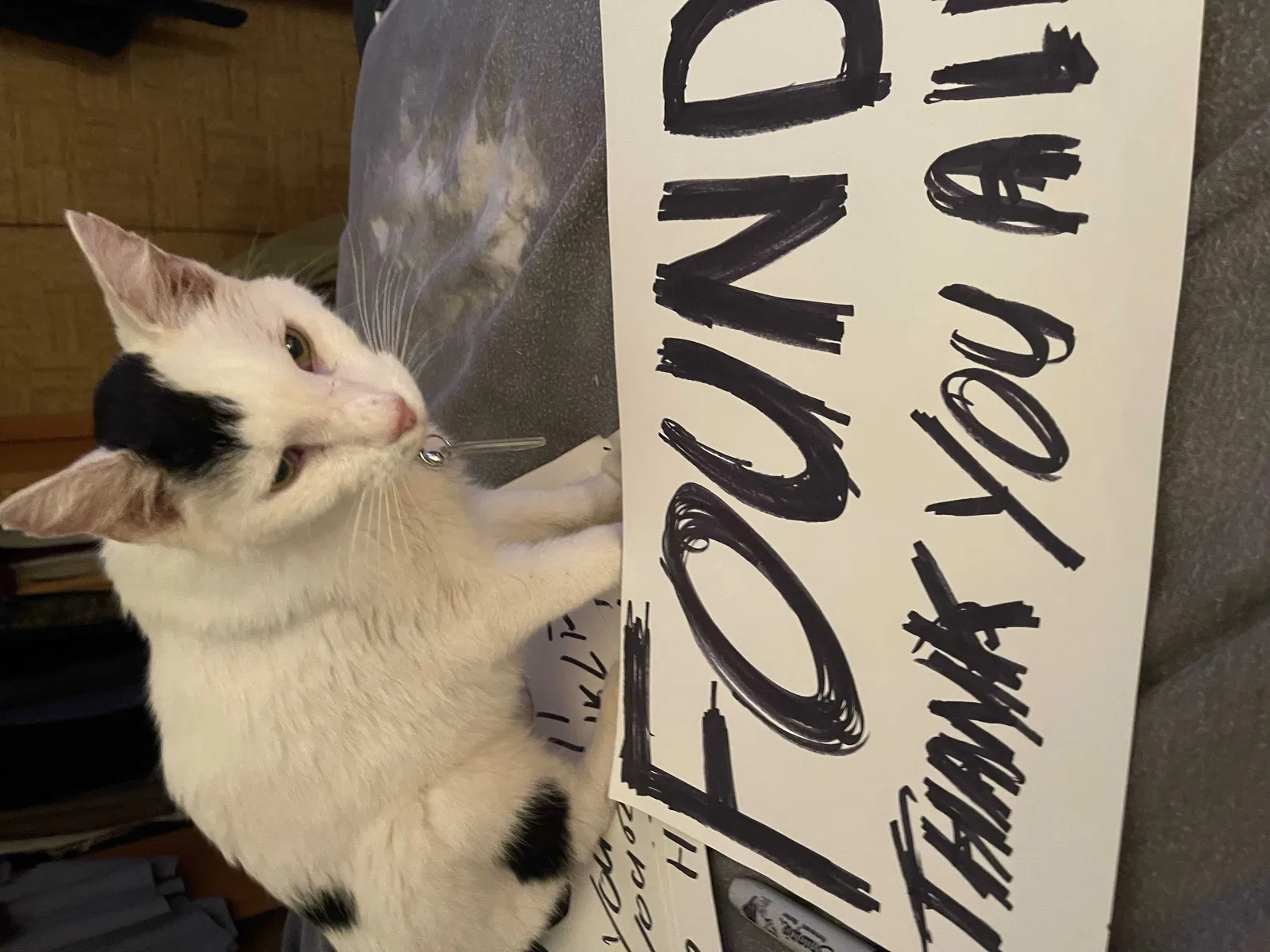 Found cat in North Olmsted, OH, 44070
