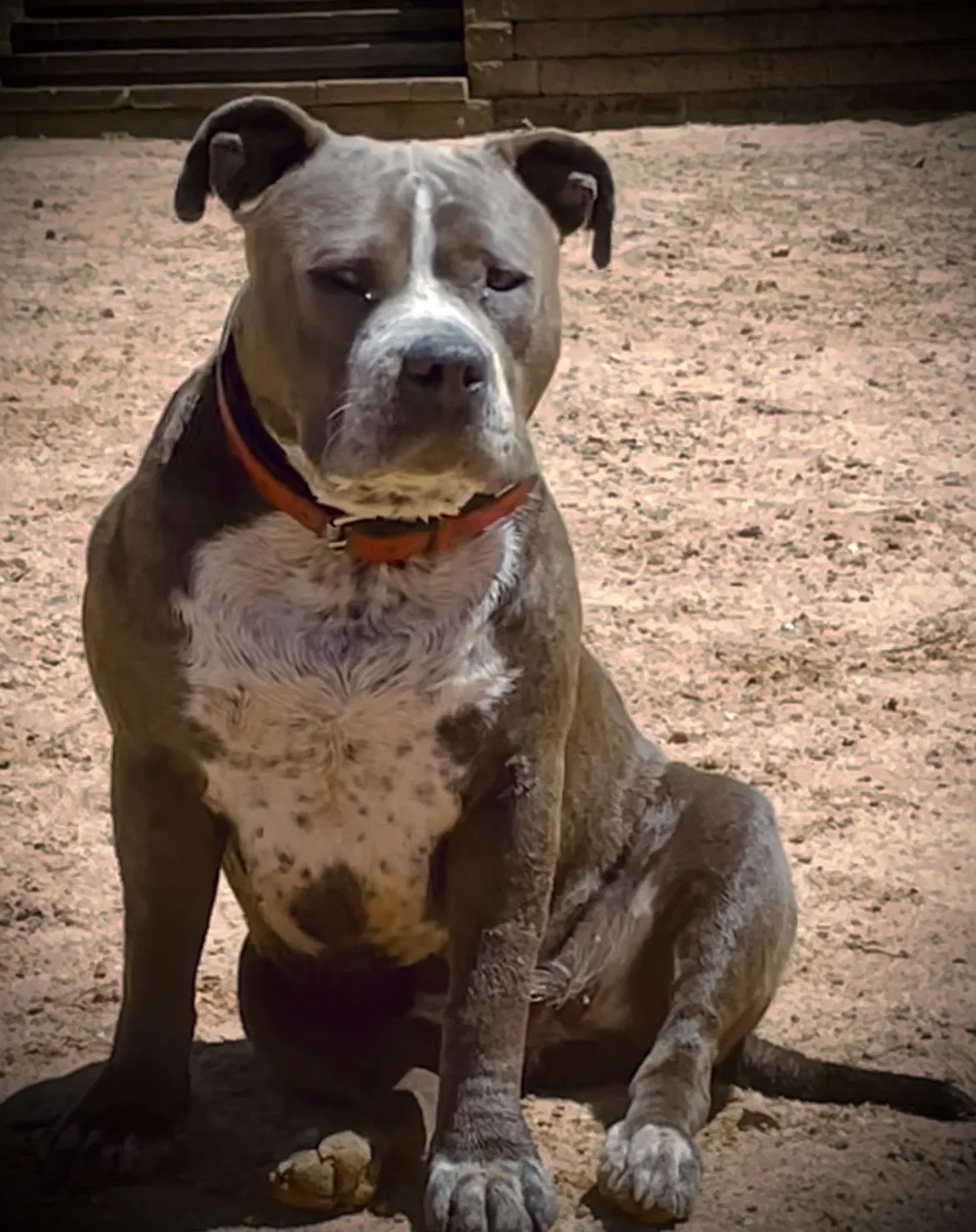 Lost dog in Chase City, VA, 23924