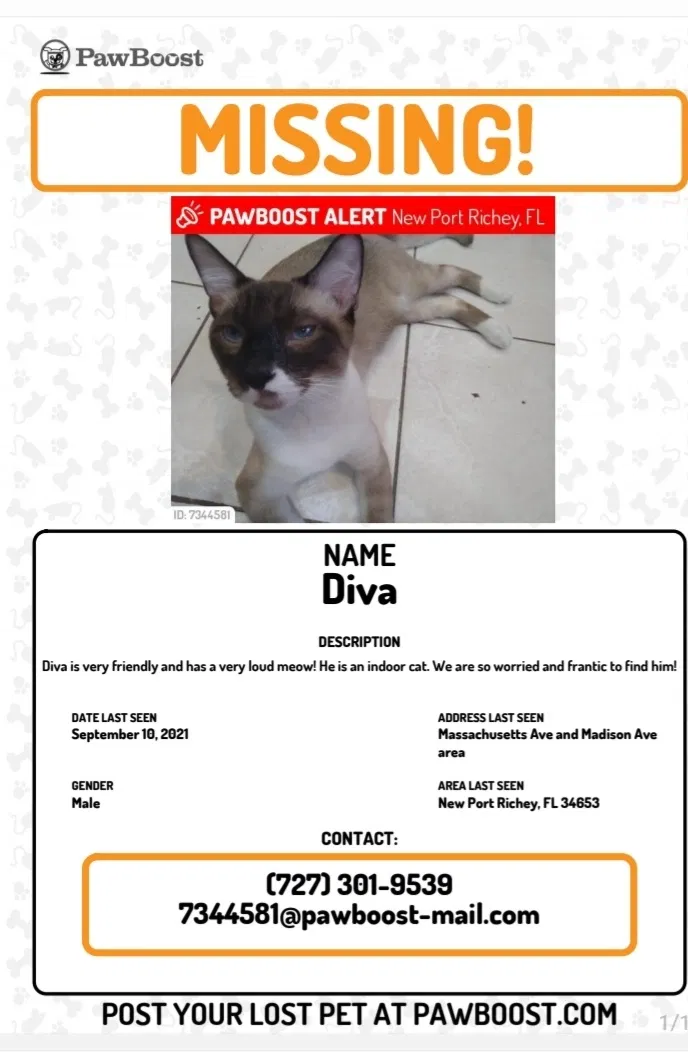 Lost cat in New Port Richey, FL, 34653