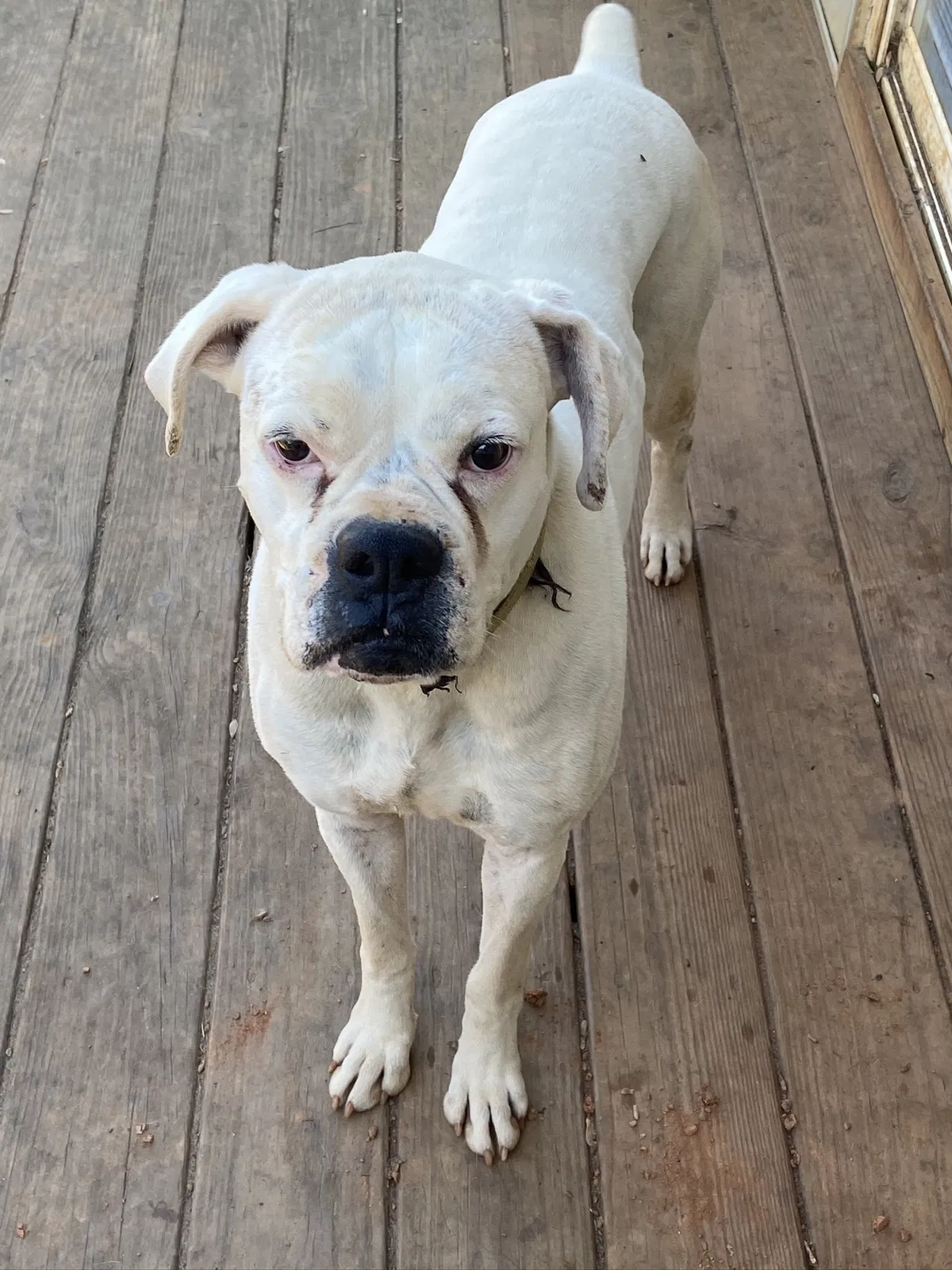 Lost dog in Hickory, NC, 28601